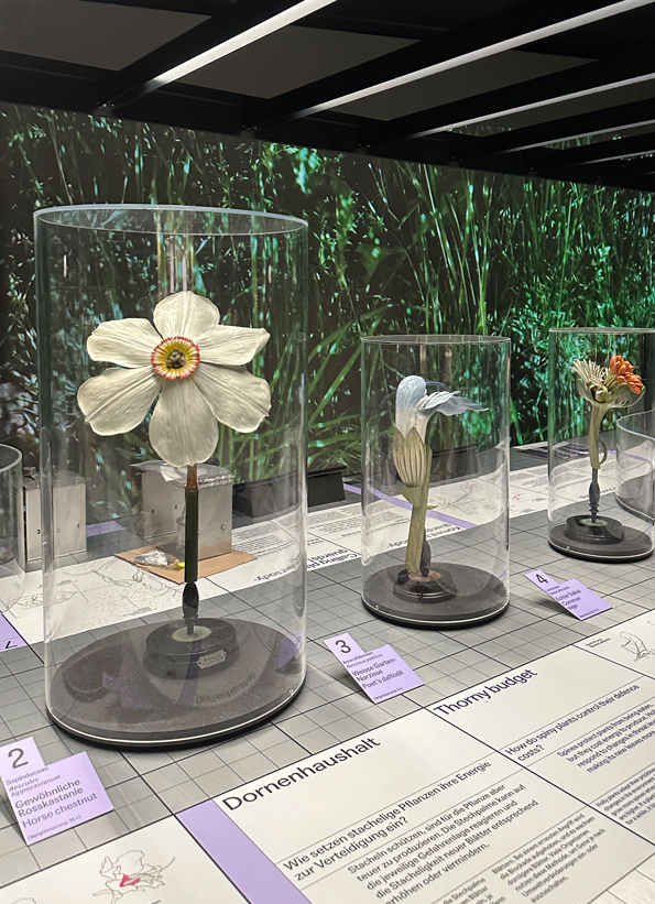 -2_mariarosa_3_1_1_Pflanzen