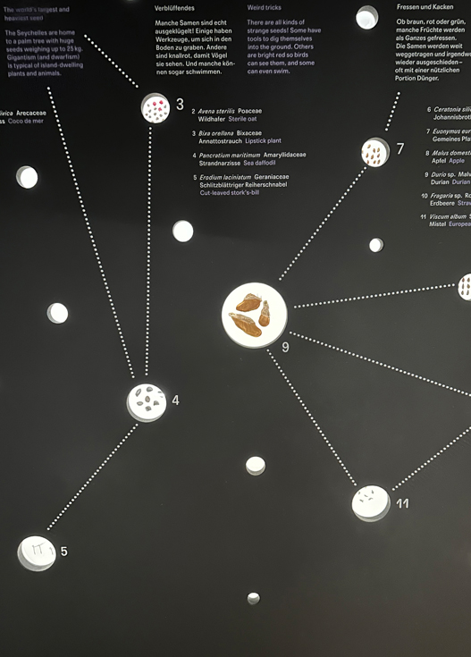 -2_mariarosa_3_7_Pflanzen